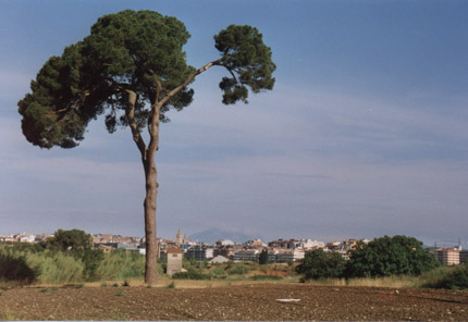 Pi d'en Xandri - Collserola (Sant Cugat)