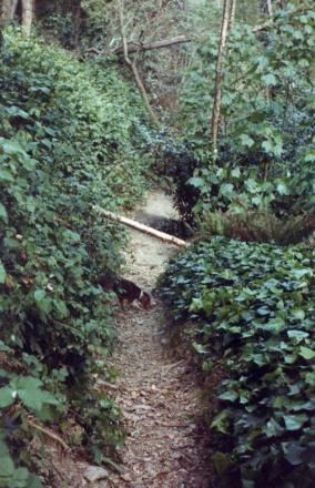 Caminet a Collserola.