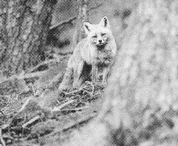 Guineu - Vulpes vulpes