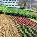 Hort a la plana de Collserola