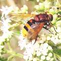 Mosca camuflada d'abella